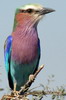 Rollier  longs brins (Coracias caudatus) - Botswana