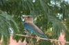 Rollier indien (Coracias benghalensis) - Inde