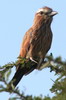 Rollier vari (Coracias naevius) - Ethiopie