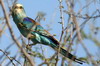 Rollier d'Abyssinie (Coracias abyssinicus) - Ethiopie