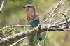 Indian Roller (Coracias benghalensis) - Sri Lanka