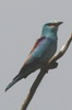 European Roller (Coracias garrulus) - Romania