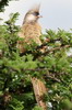 Speckled Mousebird (Colius striatus) - Ethiopia