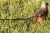 Speckled Mousebird (Colius striatus) - Ethiopia