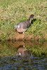 Pigeon ramier (Columba palumbus) - France