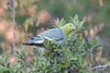 Madagascar Green-pigeon (Treron australis) - Madagascar