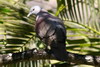 Madagascar Turtle-dove (Nesoenas picturatus) - Madagascar