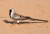 Tourterelle masque (Oena capensis) - Madagascar