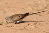 Tourterelle masque (Oena capensis) - Madagascar