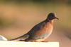 Laughing Dove (Spilopelia senegalensis) - Egypt