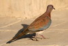 Laughing Dove (Spilopelia senegalensis) - Egypt