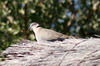 Tourterelle pleureuse (Streptopelia decipiens) - Namibie