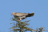 Tourterelle pleureuse (Streptopelia decipiens) - Namibie