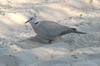 Tourterelle du Cap (Streptopelia capicola) - Namibie