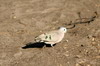 Emerald-spotted Wood-dove (Turtur chalcospilos) - Namibia