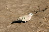 Tourtelette meraudine (Turtur chalcospilos) - Namibie