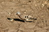 Tourtelette émeraudine (Turtur chalcospilos) - Namibie
