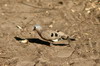 Emerald-spotted Wood-dove (Turtur chalcospilos) - Namibia