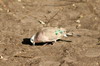 Tourtelette émeraudine (Turtur chalcospilos) - Namibie