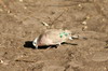 Emerald-spotted Wood-dove (Turtur chalcospilos) - Namibia