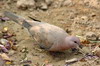 Tourterelle maille (Spilopelia senegalensis) - Inde