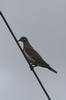 White-winged Dove (Zenaida asiatica) - Cuba