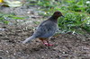 Mourning Dove (Zenaida macroura) - Cuba