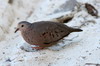 Common Ground-dove (Columbina passerina) - Cuba