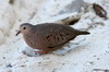 Colombe  queue noire (Columbina passerina) - Cuba