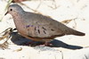 Common Ground-dove (Columbina passerina) - Cuba