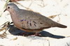 Colombe  queue noire (Columbina passerina) - Cuba