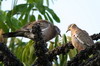 West Peruvian Dove (Zenaida meloda) - Peru