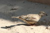 Croaking Ground-dove (Columbina cruziana) - Peru