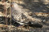 Bare-faced Ground-dove (Metriopelia ceciliae) - Peru