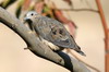 Eared Dove (Zenaida auriculata) - Peru