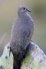 Colombe à ailes noires (Metriopelia melanoptera) - Pérou
