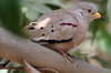 Colombe  bec jaune (Columbina cruziana) - Prou