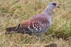 Pigeon roussard (Columba guinea) - Ethiopie