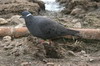 Pigeon à collier blanc (Columba albitorques) - Ethiopie