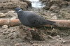 Pigeon  collier blanc (Columba albitorques) - Ethiopie