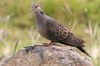 Dusky Turtle-dove (Streptopelia lugens) - Ethiopia