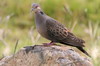 Tourterelle  poitrine rose (Streptopelia lugens) - Ethiopie