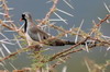 Tourterelle masque (Oena capensis) - Ethiopie