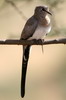 Tourterelle masque (Oena capensis) - Ethiopie