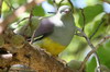 Bruce's Green-pigeon (Treron waalia) - Ethiopia