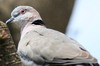 Mourning Collared-dove (Streptopelia decipiens) - Ethiopia