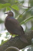 Pigeon  masque blanc (Aplopelia larvata) - Ethiopie