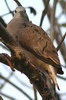 Colombe rousse (Columbina talpacoti) - Mexique