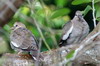 Tourterelle  ailes blanches (Zenaida asiatica) - Mexique