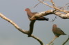 Red-billed Pigeon (Patagioenas flavirostris) - Mexico